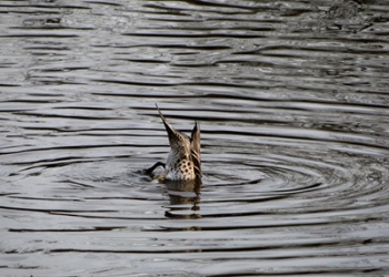 Lucía Martí Pastre