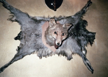 Imagen del fin del mundo, entrevista a Antonella Moltini