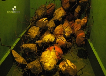 imagen - "Gregorios" Elian Stolarsky - metal cocroach/ cucarachas de metal soldadas - Ce-SUBTE - Agosto 2012 © Federico Meneses