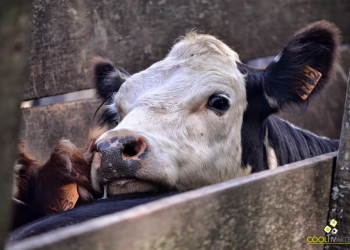 imagen - Jornadas rurales: vacuna de ganado en un campo de Lavalleja - Febrero 2015 Foto © Daniel Benoit