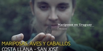 MARIPOSAS, AVES Y CABALLOS