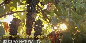 VINO EN URUGUAY