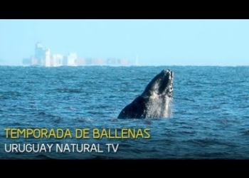 Ballena Franca Austral