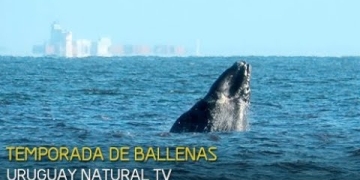 Ballena Franca Austral