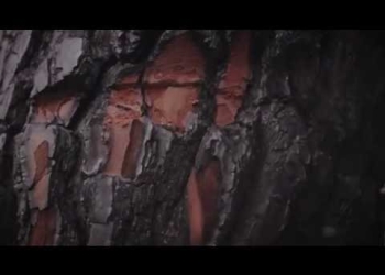 Oh Brother - La Misión