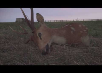 Cada corazón tiene un lugar - Videoclip Oficial