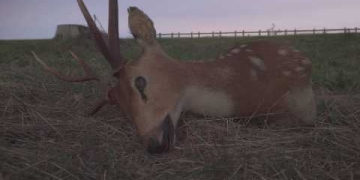 Cada corazón tiene un lugar - Videoclip Oficial