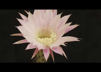 CLEMENTE - Una película de Pablo Casacuberta Documental – Uruguay – 2018 "Clemente, Los aprendizajes de un maestro"