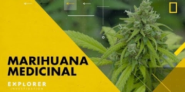 Este episodio de Explorer Investigation examina la situación en la que se encuentra el uso de la marihuana medicinal y su legislación en América Latina, haciendo foco en tres países de la región: Argentina, Uruguay y Paraguay. Ivana Szerman conocerá a los usuarios, los riesgos que corren en algunos casos al tener que romper la ley para acceder al cannabis y la lucha que llevan adelante para que se permita el auto-cultivo. También conversará con sus detractores, será testigo de un operativo policial de erradicación de marihuana ilegal en Paraguay y conocerá cómo –a un año de la sanción de la ley más progresista de América Latina- en Uruguay el narcotráfico pierde terreno frente al cannabis legal.