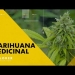 Este episodio de Explorer Investigation examina la situación en la que se encuentra el uso de la marihuana medicinal y su legislación en América Latina, haciendo foco en tres países de la región: Argentina, Uruguay y Paraguay. Ivana Szerman conocerá a los usuarios, los riesgos que corren en algunos casos al tener que romper la ley para acceder al cannabis y la lucha que llevan adelante para que se permita el auto-cultivo. También conversará con sus detractores, será testigo de un operativo policial de erradicación de marihuana ilegal en Paraguay y conocerá cómo –a un año de la sanción de la ley más progresista de América Latina- en Uruguay el narcotráfico pierde terreno frente al cannabis legal.