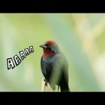 Tema: Sustentable Álbum: Sustentable (Bizarro Records, 2019) Dirección: The Supersónicos y Alejandro Mazza