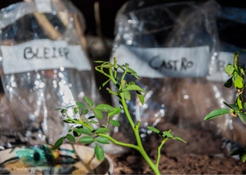 Entrevista a Manuela Aldabe por Ana Strauss www.cooltivarte.com