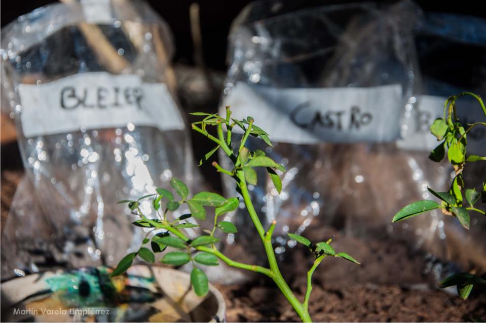 Entrevista a Manuela Aldabe por Ana Strauss www.cooltivarte.com