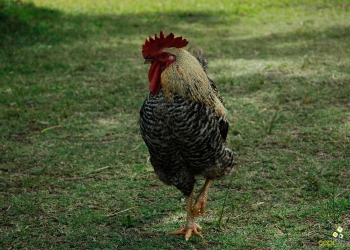 gallo blanco marzo 2011 foto federico meneses