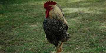 gallo blanco marzo 2011 foto federico meneses