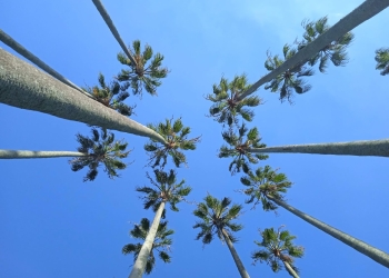 cielo y palmeras - jardín botánico de montevideo - foto Federico Meneses