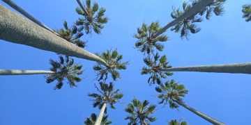 cielo y palmeras - jardín botánico de montevideo - foto Federico Meneses