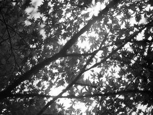 Perfect Days Perfect Days