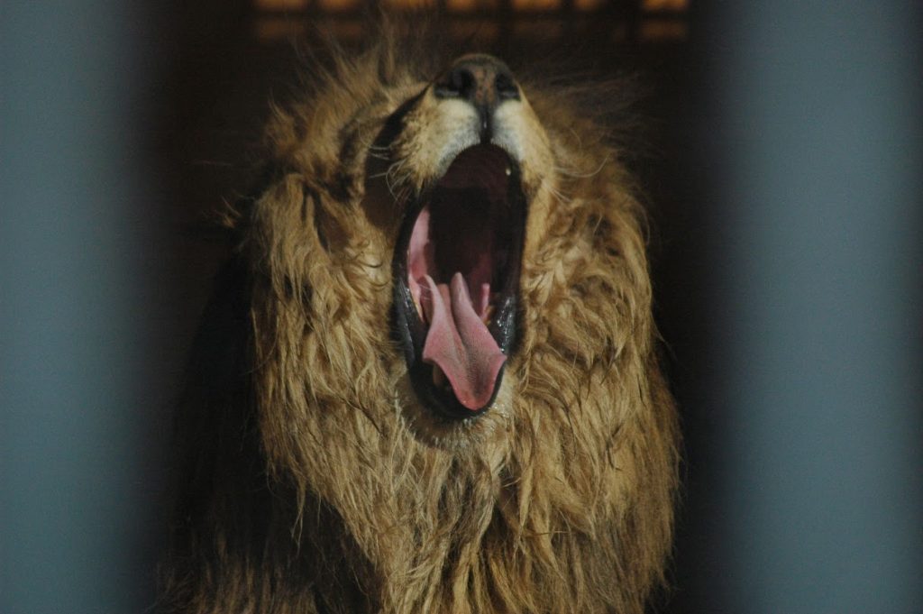 León rugiendo - julio 2011 - Zoológio Villa Dolóres - Montevideo - Foto Federico Meneses León rugiendo - julio 2011 - Zoológio Villa Dolóres - Montevideo - Foto Federico Meneses