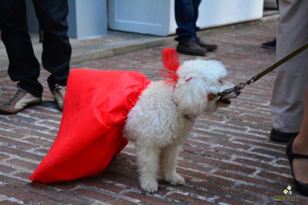 caniche - Diciembre 2017 - Foto Federico Meneses