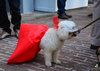 caniche - Diciembre 2017 - Foto Federico Meneses