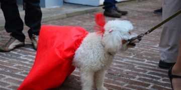 caniche - Diciembre 2017 - Foto Federico Meneses