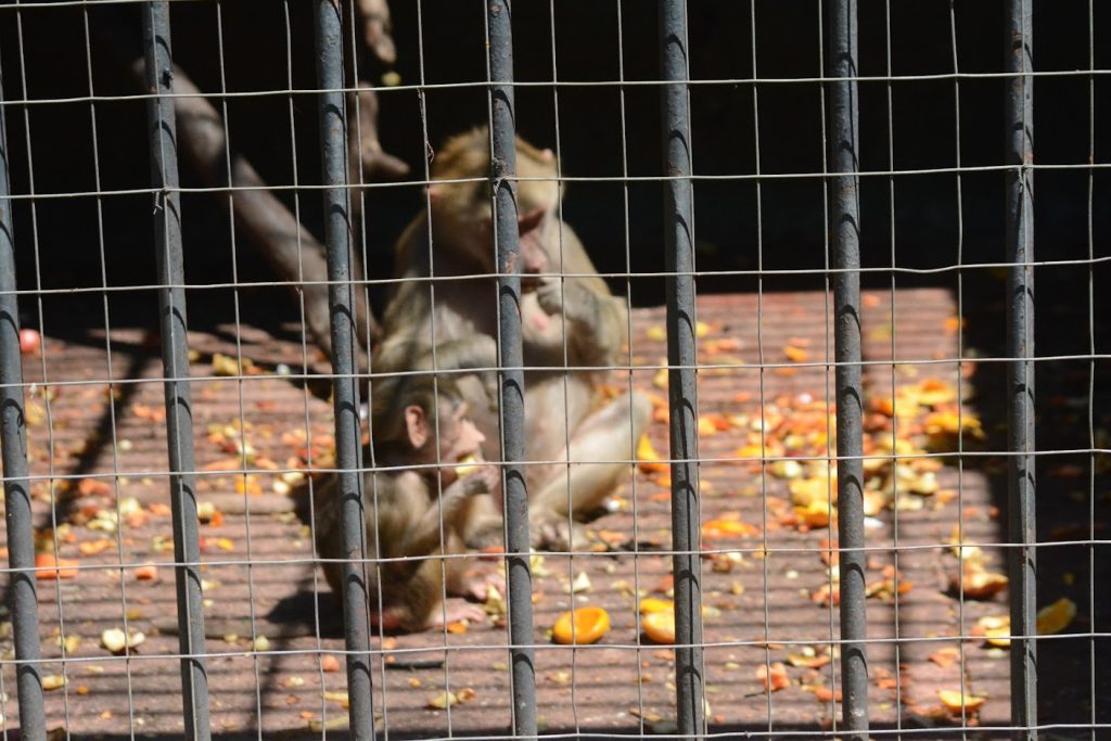 Monos en zoológio - Foto Federico Meneses