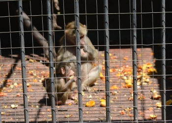 Monos en zoológio - Foto Federico Meneses