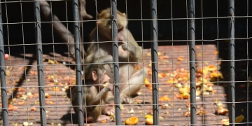 Monos en zoológio - Foto Federico Meneses