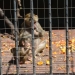 Monos en zoológio - Foto Federico Meneses