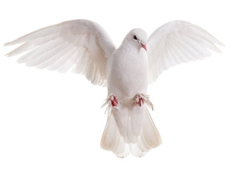 Maduro y “el derecho a la paz” by Alejandro Carreño T.