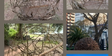 Recorriendo Exposiciones - ÁRBOL de RAÚL SAMPAYO por Daniel Benoit Cassou