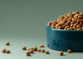 ¿Cómo elegir la alimentación adecuada según la edad de una mascota?
