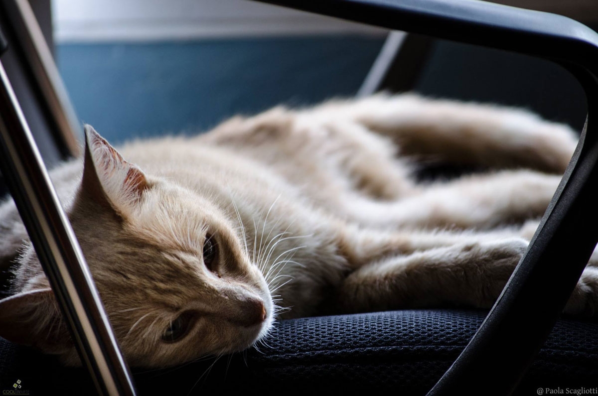 Fotorreportaje a Fabián Severo - Enero 2018 - Foto Paola Scagliotti www cooltivarte com_1598080993572141